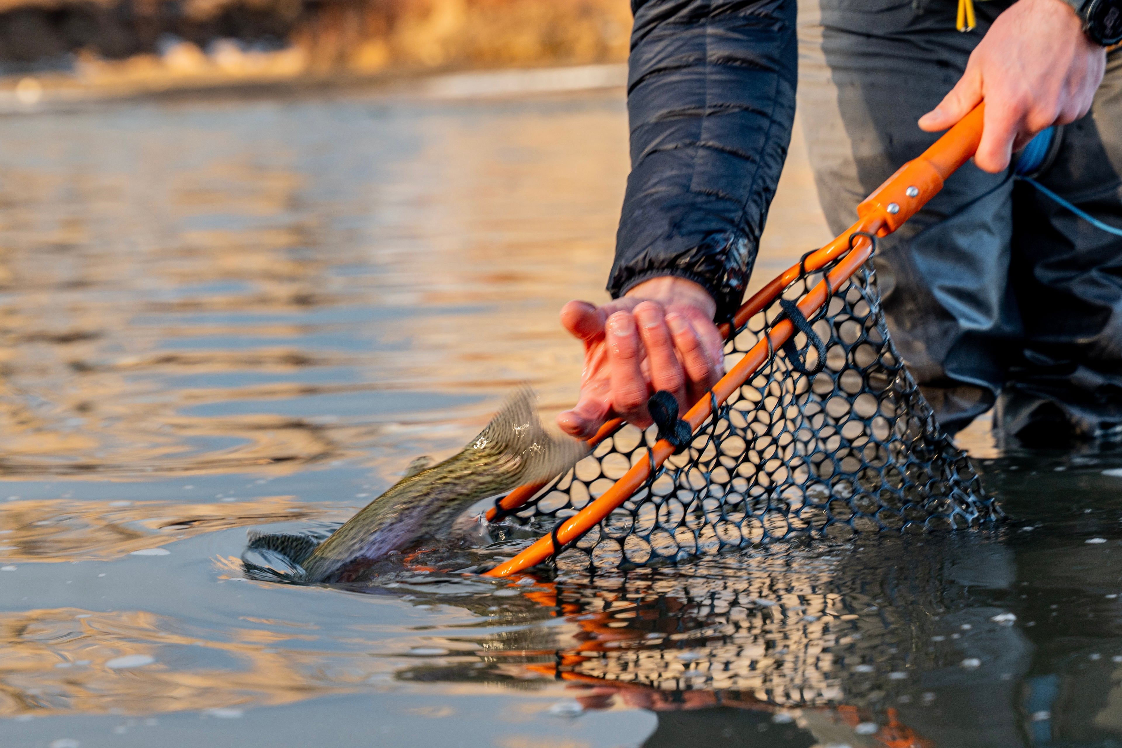 Person releasing a fish with a fishing net in a body of water