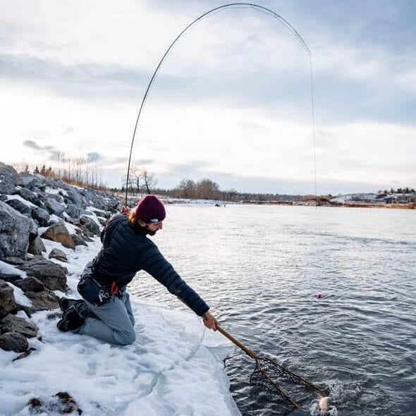 Person fly fishing in winter time holding landing a fish (global)